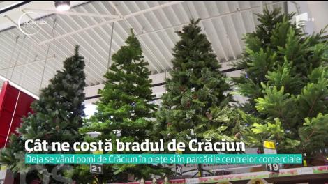 SURPRIZĂ! Cât ne costă, anul acesta, bradul natural de Crăciun