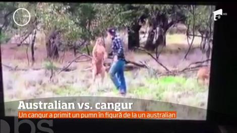 Scene şocante în Australia. Un cangur a atacat un câine, iar proprietarul patrupedului a sărit la bătaie