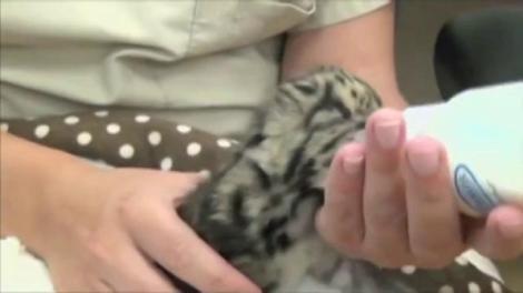 Viralul zilei: Afară-i vopsit gardul, în chiuvetă-i leopardul! Vezi cum face băiță un pui de felină. Apoi trece pe biberon