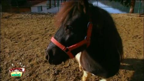 Romică Țociu este alergat de un ponei