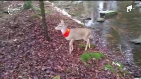 Vânătorul vrăjit de căprioară cu fular portocaliu!