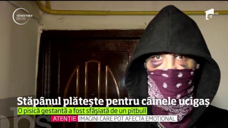 Bărbatul care şi-a încurajat pitbullul să ucidă o pisică gestantă poate ajunge la închisoare!