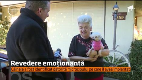 Viața bate filmul! După nouă ani, un câine și-a regăsit stăpâna! Prin ce aventuri a trecut Gigi ca să ajungă iar acasă!