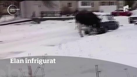 Un elan a devenit celebru pe internet după ce a fost filmat în timp ce se încălzea la ţeava de eşapament a unei maşini