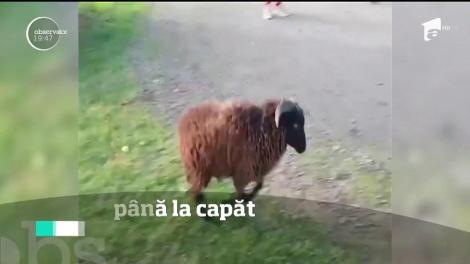 Râzi cu lacrimi! Scandal în trafic între un biciclist şi un berbec