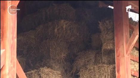 Animalele de la Grădina Zoologică din Reşiţa au parte de tratament special pe timpul iernii