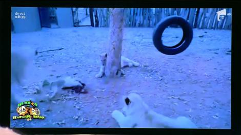 Smiley news: Uitaţi că regele animalelor este leul. Căţeluşul a devenit stăpânul suprem