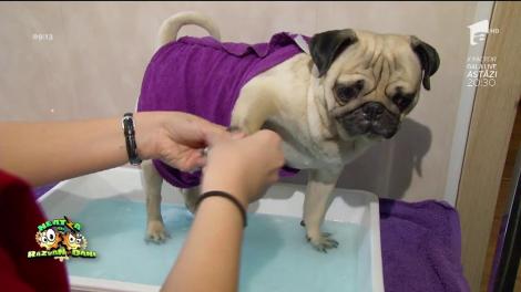 O nouă modă: Centru de spa pentru câini