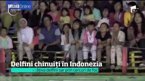 În Indonezia delfinii sunt antrenaţi să sară prin cercuri de foc