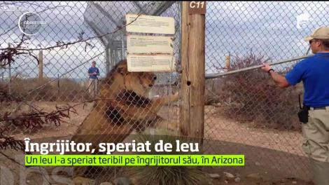 Un leu l-a speriat teribil pe îngrijitorul său, în Arizona