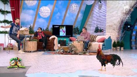 Nebunie în platoul de la Neatza! Un cocoş a dat buzna în emisiune