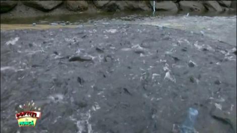 Tone de pește! Dan Helciug: ”Așa ceva doar pe National Geographic am văzut”