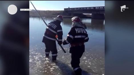 Două lebede au fost salvate de pompieri după ce au rămas blocate în gheaţa unui râu