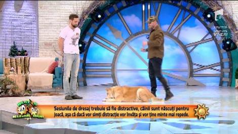 Reabilitarea câinilor cu tulburări de comportament