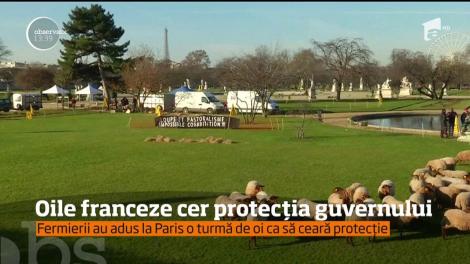 Oile franceze cer protecția guvernului