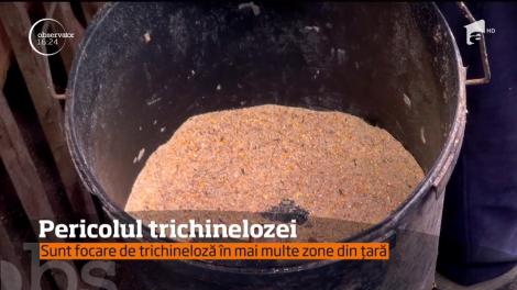 Alertă de trichineloză în toată ţara!