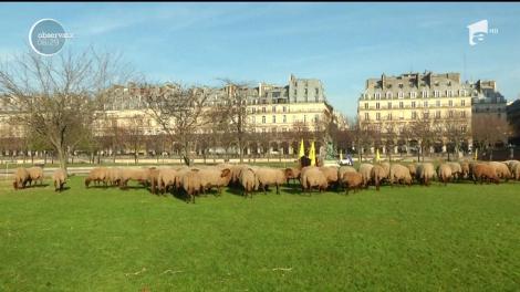Un parc din centrul Parisului a devenit, temporar, păşunea unei turme de aproape o sută de oi