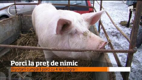Porci la preţuri de nimic