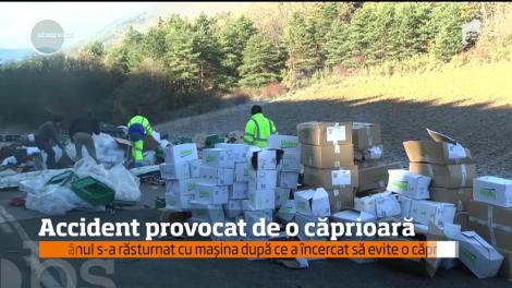 Accident provocat de o căprioară