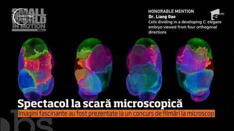 Spectacol la scară microscopică