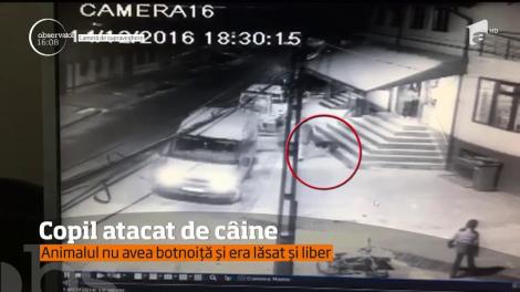 Un copil din Dâmbovița a fost mușcat de un câine lup