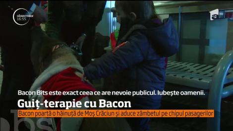 Un porc pe nume Bacon Bits este terapeut într-un aeroport din America