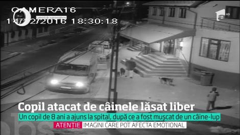 Un copil de opt ani din Dâmboviţa, atacat de un câine lup plimbat fără lesă