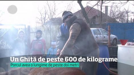Cel mai mare porc din acest an din România trece de 600 de kilograme!