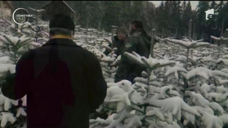 Pe piaţa brazilor de Crăciun s-a instalat moda autoservirii