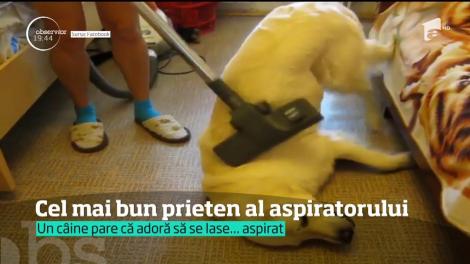 Cel mai tare aparat pentru masaj poate fi chiar aspiratorul. Un câine a descoperit cum poate fi utilizat aparatul