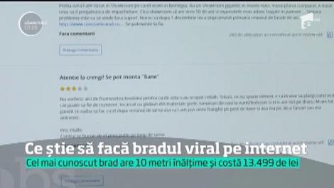 Reporterii Observator au făcut cunoştinţă cu cel mai celebru brad de Crăciun din România