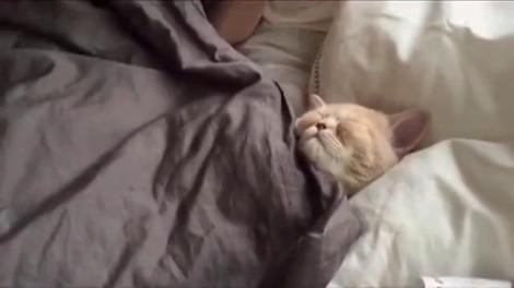 VIRAL! „Pisicuță, pis, pis, pis, te-am visat azi-noapte-n vis”! Te vei topi de dragul acestei feline!