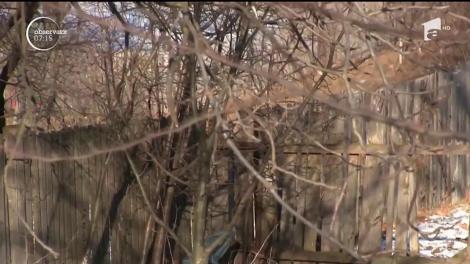 Urşii terorizează un sat întreg din Neamţ