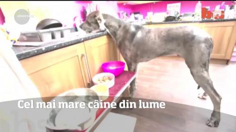 Cel mai mare câine din lume