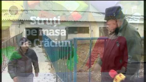 Pe masa de Crăciun, românii mai pretenţioşi vor avea carne de struţ în locul celei de porc