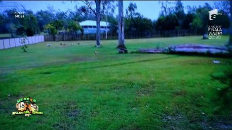 Smiley news: Eşti prea obosit să te joci cu patrupezii fericiţi că ai venit acasă? O maşinuţă telecomandată, cea mai bună metodă pentru a alerga căţeii