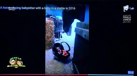 Ce filipineză, ce Bali? Acest căluț este cea mai bună bonă pentru copil. Ieftin și natural: "Zici că e în "101 dalmațieni"