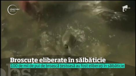 100 de mii de pui de ţestoasă au fost eliberaţi în sălbăticie