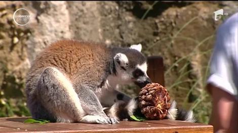 Cadouri personalizate pentru animalele de la o grădină zoologică din Sydney