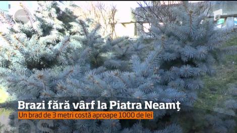 Mai mulți brazi din Piatra Neamț sunt furați în fiecare noapte