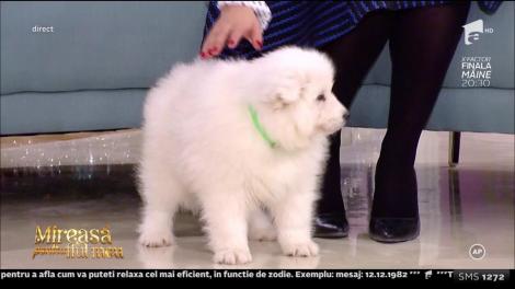 Surpriză, în direct! El va prezenta emisiunea „Mireasă pentru fiul meu“ alături de Paula Chirilă!