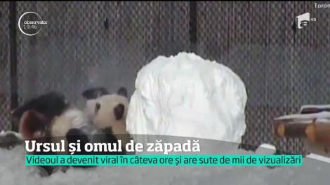 Ursul panda și omul de zăpadă