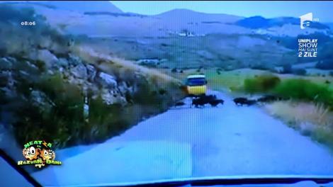 Smiley news: Atenție, porci mistreți trec strada, iar șoferii le dau prioritate!