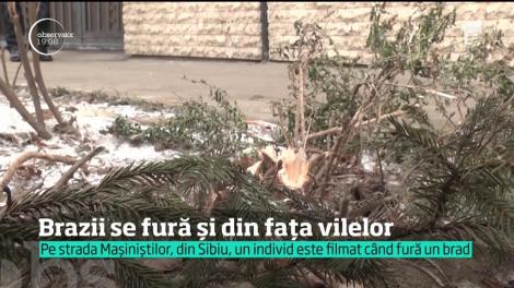 Tânăr filmat în timp ce fură un brad din fața unei case