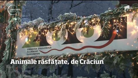 Animalele de la Grădina Zoologică din Târgu-Mureş au primit cadouri de Crăciun