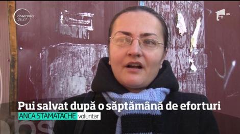 Un pui de câine a fost salvat dintr-un canal, după o săptămână de eforturi