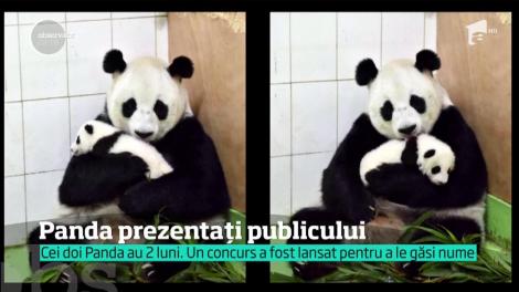 Doi Panda de două luni au fost prezentați la grădina zoologică din China