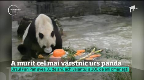 A murit cel mai vârstnic urs panda
