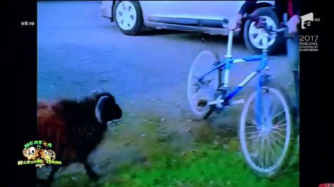 Nu te pui cu berbecul supărat, că o încasezi garantat! Animalul acesta a făcut militărie cu niște bicicliști!