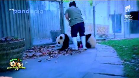 Smiley News: Cum arată o zi a unui îngrijitor de ursuleţi panda